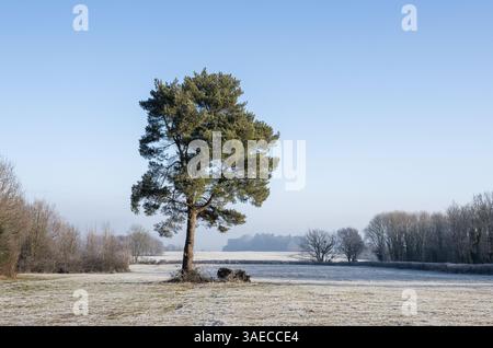 Riserva naturale Justin's Meadow ad Ashton Court Park Bristol Regno Unito in una fredda mattina d'inverno - Foto Stock
