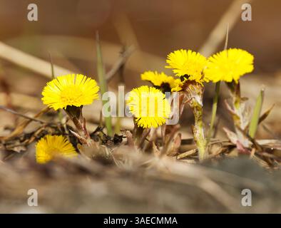 Coltsfoot (Tussilago farfarfara) fiori in primavera. Foto Stock