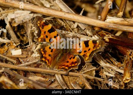 La farfalla della virgola (Polygonia c-album) riposa sul terreno in primavera. Foto Stock