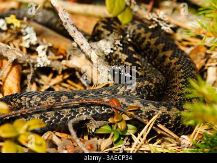 Comune adder europeo o comune vipera europea (Vipera berus) crogiolarsi all'inizio della primavera. Foto Stock