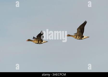 Una coppia maggiore di oca bianca (anser albifrons) che vola nel cielo in primavera. Foto Stock