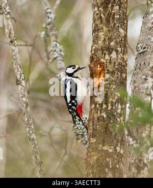 Grande picchio maculato (Dendrocopos Major) femmina che si nutre su un cono di pino in inverno. Foto Stock