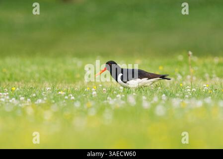 Oystercatcher eurasiatico (Haematopus ostralegus) che si nutre nel campo in estate. Foto Stock