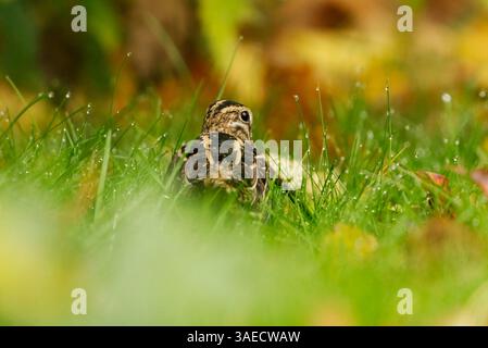 Cecchino comune (Gallinago gallinago) nascosto nell'erba in autunno. Foto Stock