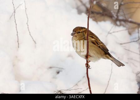 Passero di casa (Passer domesticus) femmina nel cespuglio innevato in inverno. Foto Stock