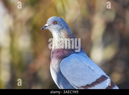 Primo piano del piccione domestico (Columba livia domestica) in primavera. Foto Stock