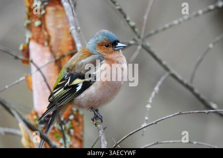 Comune chaffinch (Fringilla coelebs) maschio seduto su un ramo in primavera. Foto Stock