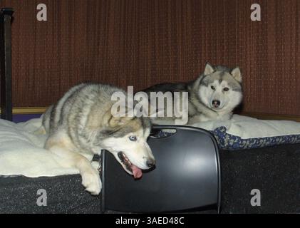 13 gennaio 2002; Los Angeles, CA, Stati Uniti; i cani guardano il film con i loro allenatori alla premiere di "Snow Dogs". (Immagine di credito: Robert Millard/ZUMAPRESS.com) Foto Stock