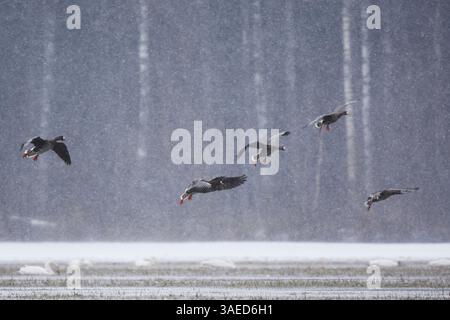 Gruppo di anser albifrons (anser albifrons) più grande in volo nella tempesta di neve all'inizio della primavera. Foto Stock