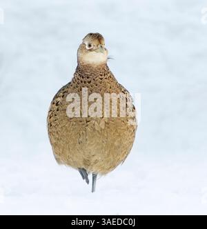 Fagiano comune (Phasianus colchicus) femmina che cammina nella neve in inverno. Foto Stock