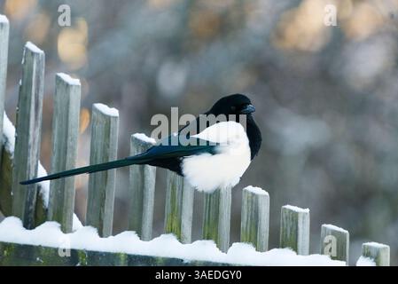 Il Magpie eurasiatico o Magpie comune (Pica pica) seduto su un cancello di legno in inverno. Foto Stock
