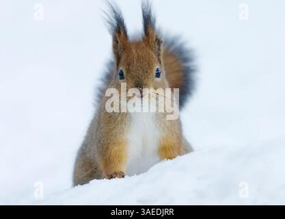 Red squirrel (Sciurus vulgaris) sitting in the snow in winter looking for food. Foto Stock