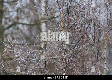 Gufo di falco del Nord (Surnia ulula) seduto su una betulla ghiacciata e alla ricerca di prede in inverno. Foto Stock