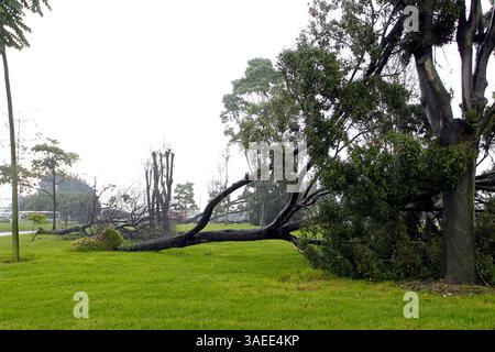 16 novembre 2011 - Colombia - bogotà 16 de noviembre de 2011. DOS vehicle daÃ±ados y por lo menos siete arboles caidos dejo la fuerte lluvia caida en el sector de la avenida el dorado con 68 foto Carlos Ortega CrÃ©dato: CEET FotÃ³grafo: CARLOS Ortega (Credit Image: © El Tiempo/GDA/ZUMAPRESS.com) Foto Stock