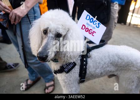 Los Angeles, California, Stati Uniti. 5 aprile 2025. Le persone si spostano per le strade del centro di Los Angeles come parte del "Hands Off!" Mobilitazione a livello nazionale per protestare contro l'amministrazione Trump.le azioni distopiche riguardanti Medicare, Medicaid, sicurezza sociale, posti di lavoro, elezioni eque, dati personali, terre pubbliche, servizi per veterani, ricerca scientifica, tutela dei consumatori, aria pulita, acqua pulita, scuole, biblioteche, libertà di parola, diritti LGBTQ, immigrati, tribunali e altro ancora. (Credit Image: © Brian Cahn/ZUMA Press Wire) SOLO PER USO EDITORIALE! Non per USO commerciale! Foto Stock