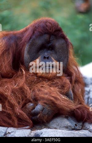 01 giugno 1999; Atlanta, Georgia, Stati Uniti; zoo di Atlanta: fondato nel 1889, lo zoo ospita molti animali minacciati e in via di estinzione, tra cui panda rossi, tigri di Sumatra e gorilla di pianura occidentale. (Immagine di credito: Ron Sherman/ZUMAPRESS.com) Foto Stock