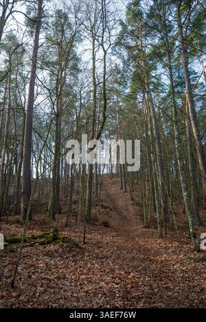 Uno stretto sentiero si snoda in salita attraverso una foresta di alberi alti, ricoperti di foglie cadute, sussurrando i segreti di una giornata autunnale incantata. Foto Stock