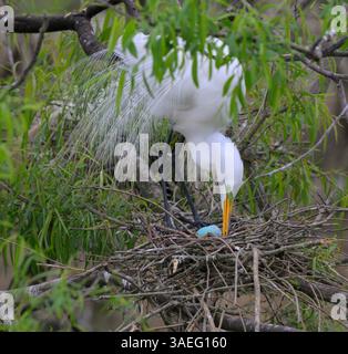 Grande egret (Ardea alba) nell'allevamento del piumaggio e nella trasformazione delle uova nel nido, High Island, Texas, USA Foto Stock