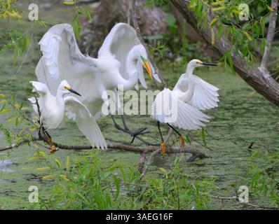 Grande egret (Ardea alba) che attacca due egrette innevate (Egrfetta thula) alla colonia di High Island, Texas, Stati Uniti. Foto Stock