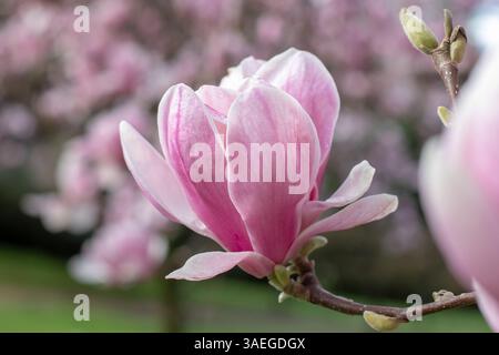 Fiore a forma di tazza e piattino dell'albero di magnolia da vicino. Pianta ibrida di fioritura Magnolia soulangeana nel giardino primaverile. Piattino magnolia elegante e pallido Foto Stock