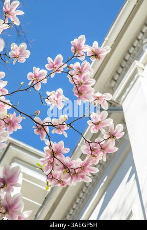Scenografico bocciolo di magnolia in fiore all'albero con dettaglio di villa bianca sullo sfondo a Wiesbadeng Foto Stock