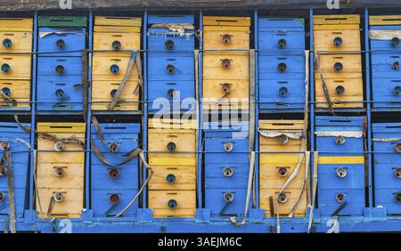 Alveari vecchi su un apiario mobile, che viene trasportato in diversi luoghi di vendetta montana con erbe fiorite Foto Stock