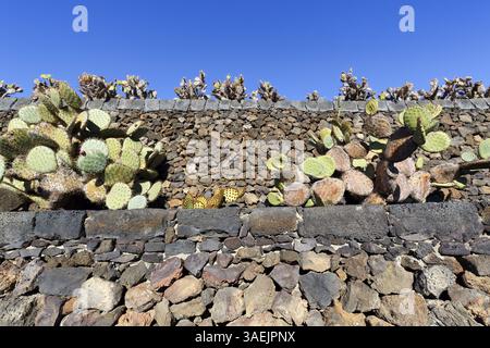 Opuntia (Opuntia) di fronte a un muro, giardino di cactus, giardino succulento Jardin de Cactus, progettato da Cesar Manrique, Guatiza, Teguise, Lanzarote, Spa Foto Stock