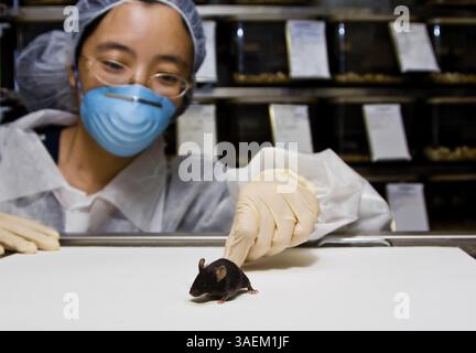 Una scienziata orientale che indossa guanti in lattice e una maschera blu con un simpatico mouse da laboratorio nero C57BL/6 in mano, New York, USA, Nord America Foto Stock