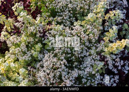 Helichrysum petiolare 'Limelight' - Liquirizia Plant and Euphorbia hypericifolia 'Diamond Frost' - Spurga in estate, Quebec, Canada Foto Stock