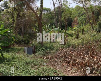 Un bellissimo e lussureggiante paesaggio naturale caratterizzato da abbondanti alberi e vibrante sottobosco Foto Stock