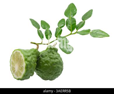 Kaffir Limes fresco con foglie isolate Foto Stock