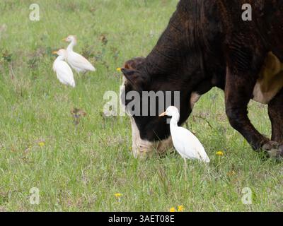 Primo piano della mucca Hereford al pascolo con un'uscita di bestiame nelle vicinanze. Altre due egrette sono sullo sfondo. Fotografato con uno sciallo Foto Stock