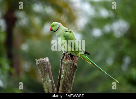 Parakeet con anelli di rose arroccato su un ceppo di legno in uno sfondo verde naturale della foresta, West Bengal, India. Foto Stock