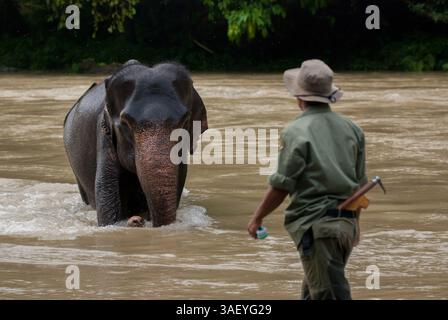 25 ottobre 2012 - Sumatra, Indonesia - Un ranger chiama il suo elefante nel parco nazionale Gunung Leuser nel nord di Sumatra. I centri degli elefanti di Sumatra, in Indonesia, sono il santuario degli elefanti di Sumatra (Elephas maximus sumatranus). A partire dagli anni '1980, gli elefanti selvatici che vagano negli insediamenti umani vengono spesso trasferiti in questi luoghi e addestrati a soddisfare le esigenze umane: Portapacchi, circo, ecc.. Il centro di conservazione degli elefanti nel Parco Nazionale Way Kambas fu il pioniere di diversi centri di conservazione degli elefanti istituiti a Sumatra oggi. Più di 700 elefanti sono stati Foto Stock