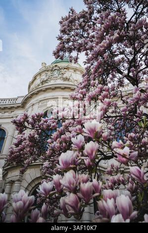 THEMENBILD - Ein Magnolien Baum in voller Blüte im Frühling vor dem Landesmuseum Universalmuseum Joanneum AM 05.04.2025. // IMMAGINE A TEMA - Un albero di magnolia in piena fioritura in primavera di fronte al Landesmuseum Universalmuseum Joanneum il 5 aprile 2025. - 20250405 PD20750 credito: APA-PictureDesk/Alamy Live News Foto Stock