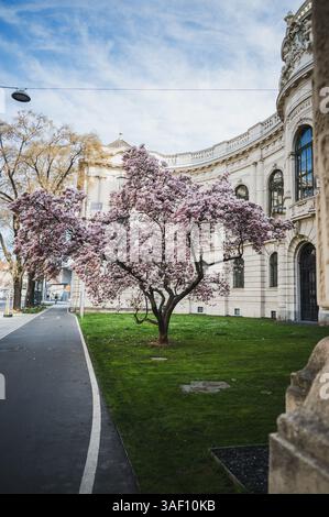 THEMENBILD - Ein Magnolien Baum in voller Blüte im Frühling vor dem Landesmuseum Universalmuseum Joanneum AM 05.04.2025. // IMMAGINE A TEMA - Un albero di magnolia in piena fioritura in primavera di fronte al Landesmuseum Universalmuseum Joanneum il 5 aprile 2025. - 20250405 PD20743 credito: APA-PictureDesk/Alamy Live News Foto Stock