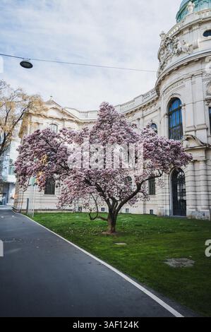 THEMENBILD - Ein Magnolien Baum in voller Blüte im Frühling vor dem Landesmuseum Universalmuseum Joanneum AM 05.04.2025. // IMMAGINE A TEMA - Un albero di magnolia in piena fioritura in primavera di fronte al Landesmuseum Universalmuseum Joanneum il 5 aprile 2025. - 20250405 PD20737 credito: APA-PictureDesk/Alamy Live News Foto Stock