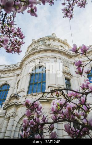 THEMENBILD - Ein Magnolien Baum in voller Blüte im Frühling vor dem Landesmuseum Universalmuseum Joanneum AM 05.04.2025. // IMMAGINE A TEMA - Un albero di magnolia in piena fioritura in primavera di fronte al Landesmuseum Universalmuseum Joanneum il 5 aprile 2025. - 20250405 PD20735 credito: APA-PictureDesk/Alamy Live News Foto Stock