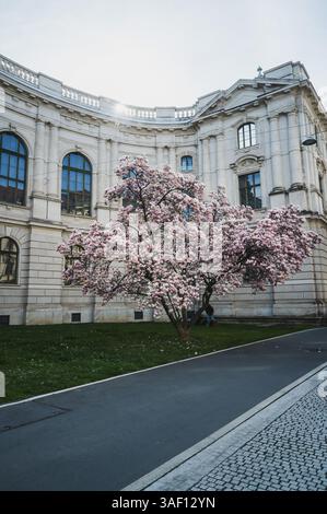 THEMENBILD - Ein Magnolien Baum in voller Blüte im Frühling vor dem Landesmuseum Universalmuseum Joanneum AM 05.04.2025. // IMMAGINE A TEMA - Un albero di magnolia in piena fioritura in primavera di fronte al Landesmuseum Universalmuseum Joanneum il 5 aprile 2025. - 20250405 PD20747 credito: APA-PictureDesk/Alamy Live News Foto Stock