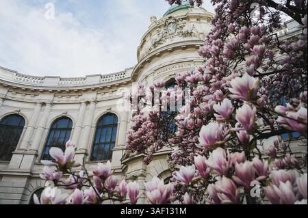 THEMENBILD - Ein Magnolien Baum in voller Blüte im Frühling vor dem Landesmuseum Universalmuseum Joanneum AM 05.04.2025. // IMMAGINE A TEMA - Un albero di magnolia in piena fioritura in primavera di fronte al Landesmuseum Universalmuseum Joanneum il 5 aprile 2025. - 20250405 PD20746 credito: APA-PictureDesk/Alamy Live News Foto Stock