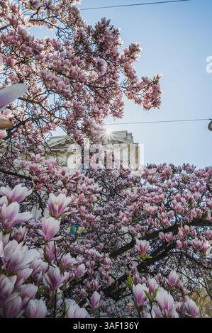 THEMENBILD - Ein Magnolien Baum in voller Blüte im Frühling vor dem Landesmuseum Universalmuseum Joanneum AM 05.04.2025. // IMMAGINE A TEMA - Un albero di magnolia in piena fioritura in primavera di fronte al Landesmuseum Universalmuseum Joanneum il 5 aprile 2025. - 20250405 PD20729 credito: APA-PictureDesk/Alamy Live News Foto Stock