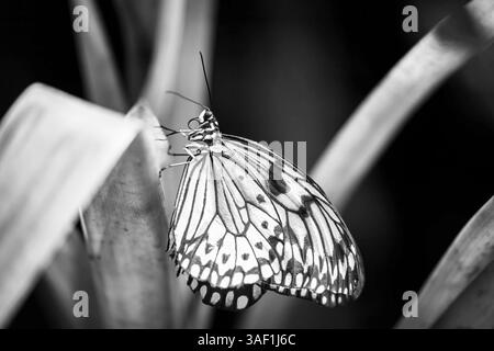 Foto in bianco e nero di una farfalla di carta di riso che posa su una foglia di pianta. Orizzontalmente. Foto Stock