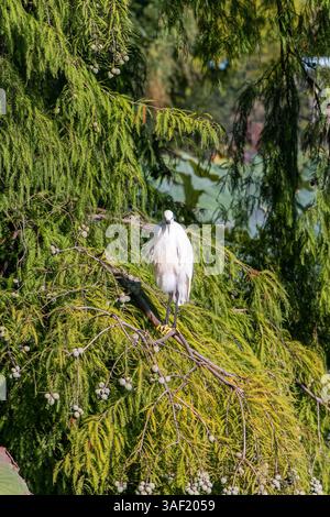 L'egret solitario con piume bianche si trova su un ramo tra le conifere verdi del parco (foto verticale) Foto Stock