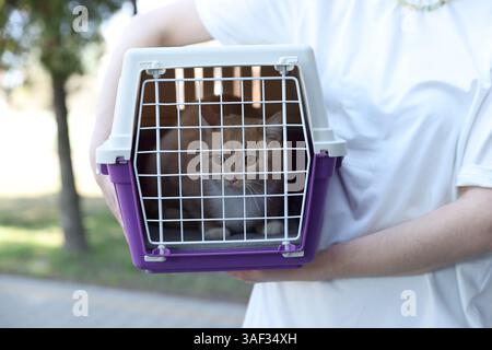 Proprietario che tiene in mano il portabicchieri con un gatto carino all'aperto, primo piano Foto Stock