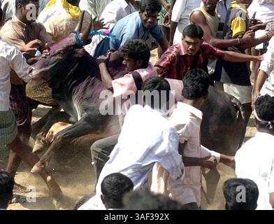 16 gennaio 2005; Alanganallur, Tamil Nadu, INDIA; giovani partecipanti indiani cercano di prendere un toro durante 'Jallikattu', un tradizionale festival di toro presso il villaggio di Alanganallur, vicino a Madurai, a circa 500 km da Madras, nello stato Tamil Nadu il 16 gennaio 2005. Jallikattu è considerato un gioco per i guerrieri che hanno avuto origine dalla cultura Tamil e l'evento attira enormi folle durante Pongal, che segna il Capodanno Tamil e la stagione del raccolto. Alcuni attivisti per i diritti degli animali nel Tamil Nadu hanno esortato il governo a vietare lo sport, dicendo che porta alla tortura degli animali e alla morte di tifosi isterici. Foto Stock
