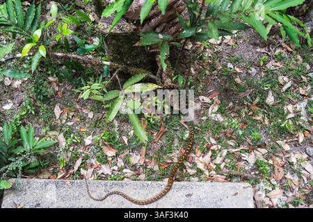 Python Snake nella giungla australiana di Cairns Foto Stock