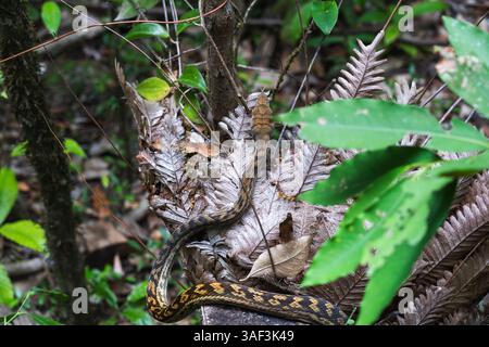 Python Snake nella giungla australiana di Cairns Foto Stock