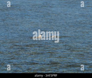 Heart Reef: Una meraviglia a forma di cuore nella grande Barriera Corallina australiana Foto Stock