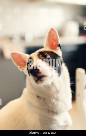 Primo piano ritratto cane domestico bianco e nero Foto Stock