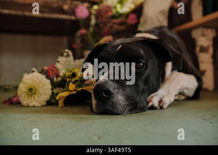 cane che riposa in uno studio floreale Foto Stock